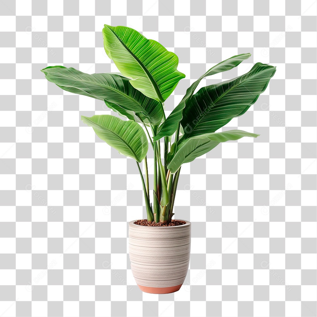 Planta Bananeira em Vaso PNG Transparente