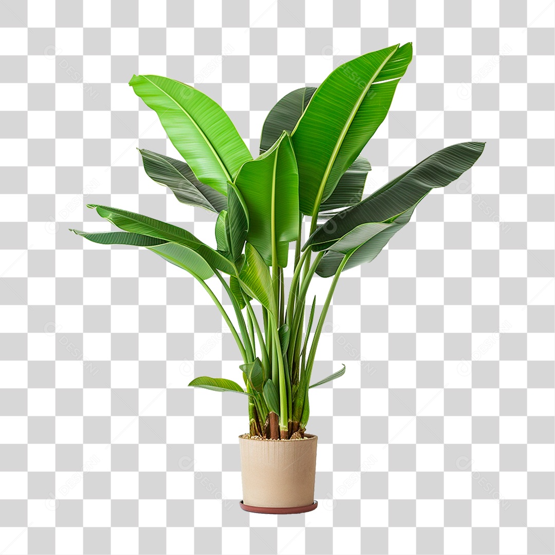 Planta Bananeira em Vaso PNG Transparente