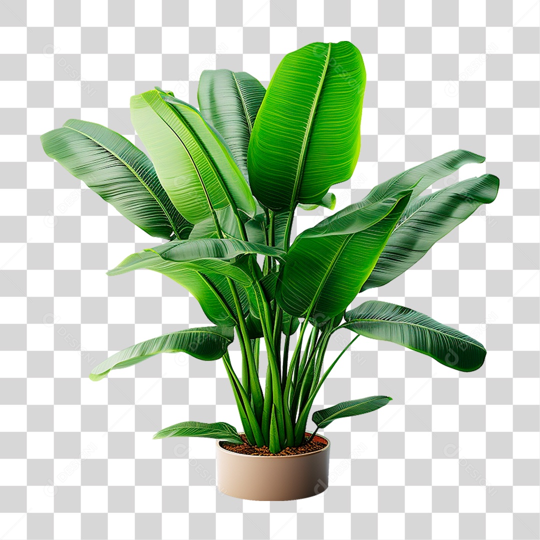 Planta Bananeira em Vaso PNG Transparente