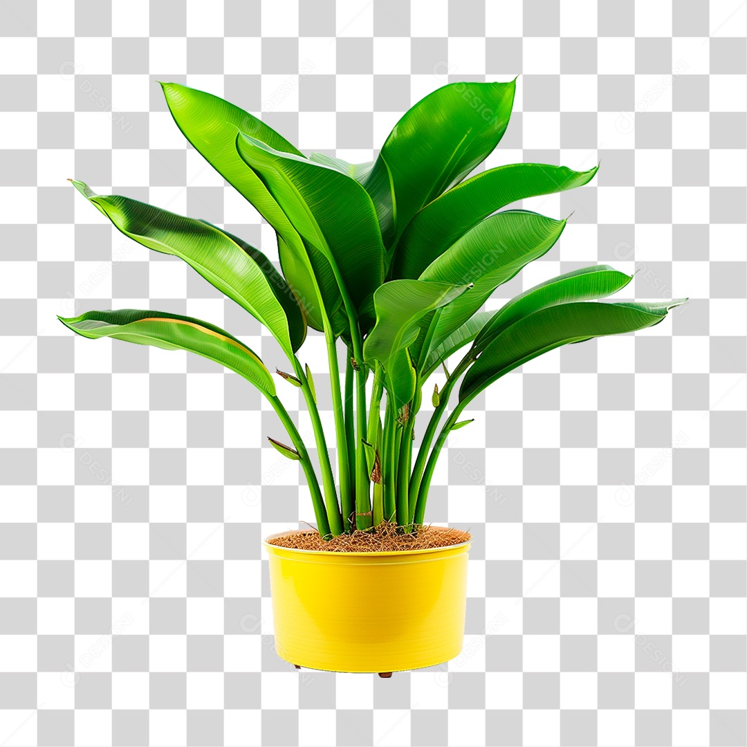 Planta Bananeira em Vaso PNG Transparente