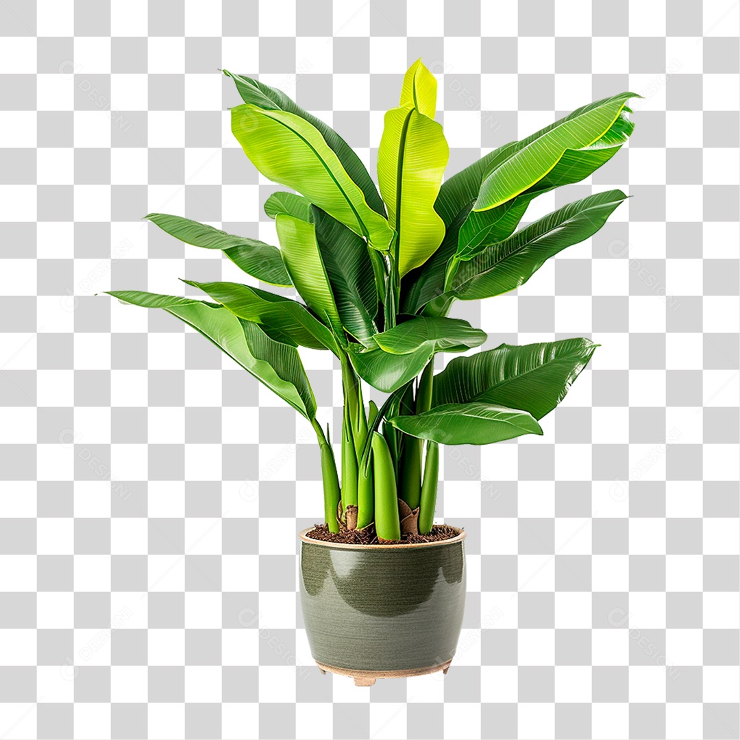 Planta Bananeira em Vaso PNG Transparente
