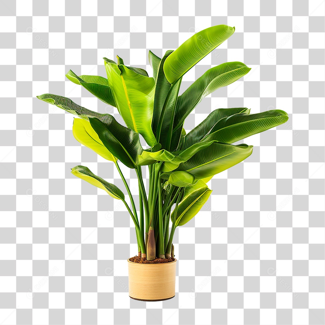 Planta Bananeira em Vaso PNG Transparente