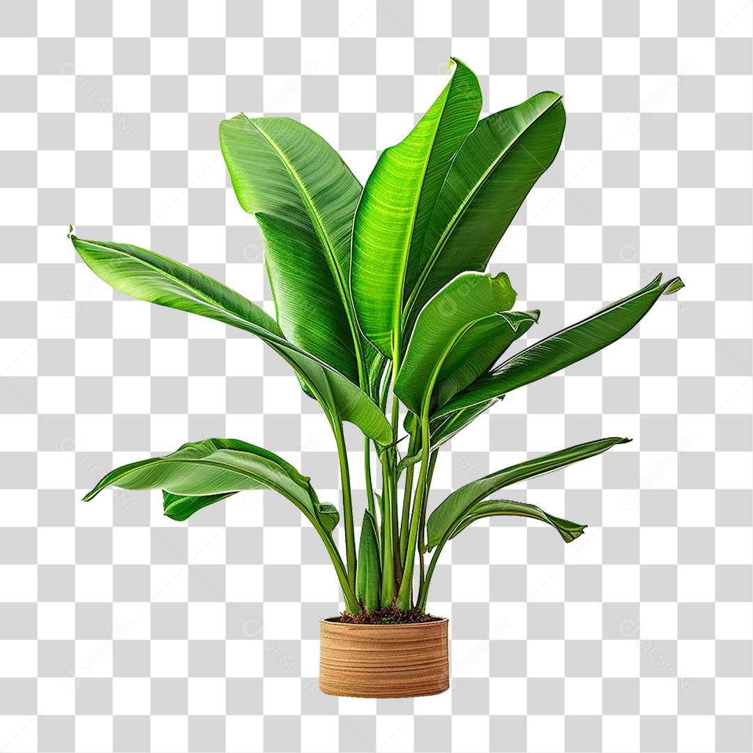 Planta Bananeira em Vaso PNG Transparente