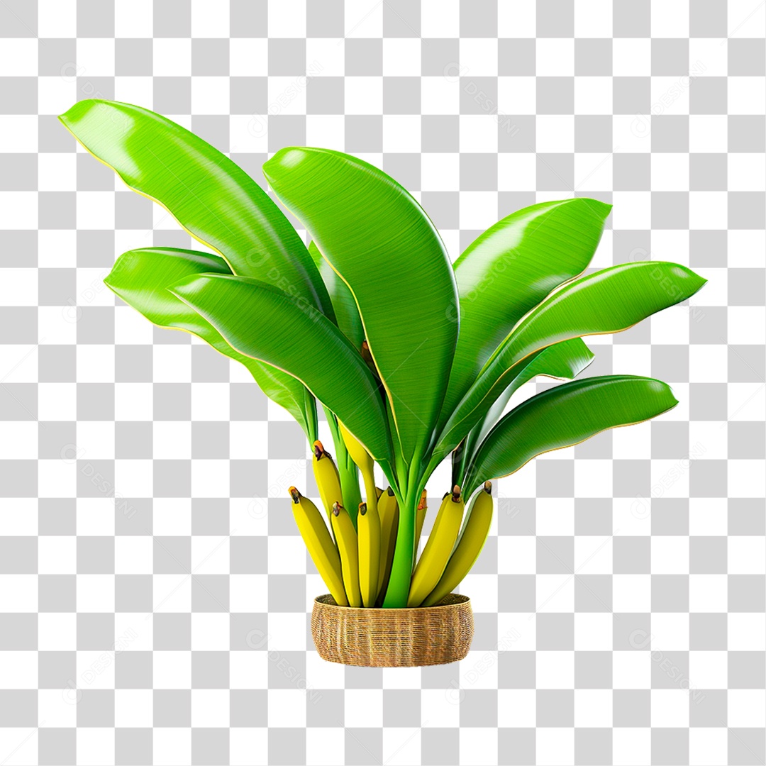 Planta Bananeira em Vaso PNG Transparente