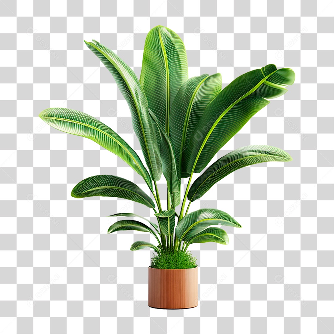 Planta Tropical PNG Transparente