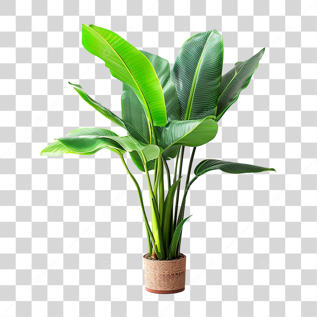 Planta Tropical PNG Transparente