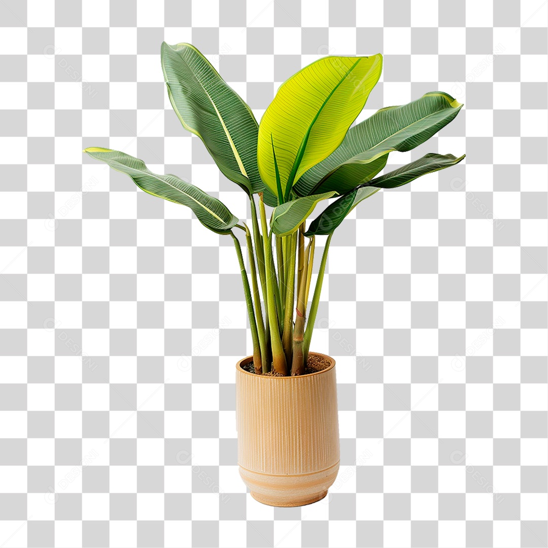 Bananeira PNG Transparente