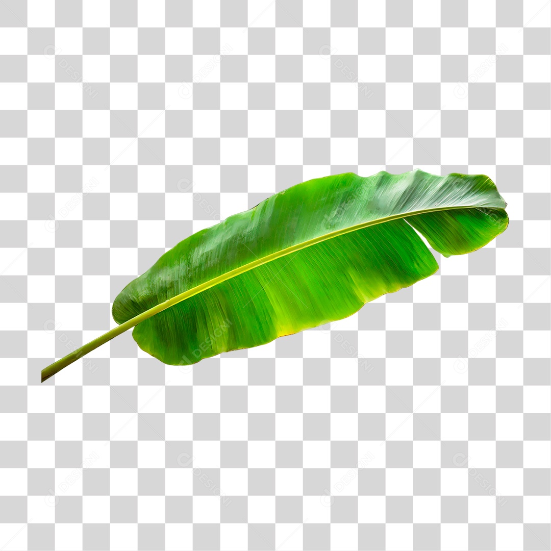 Folha de Banana PNG Transparente
