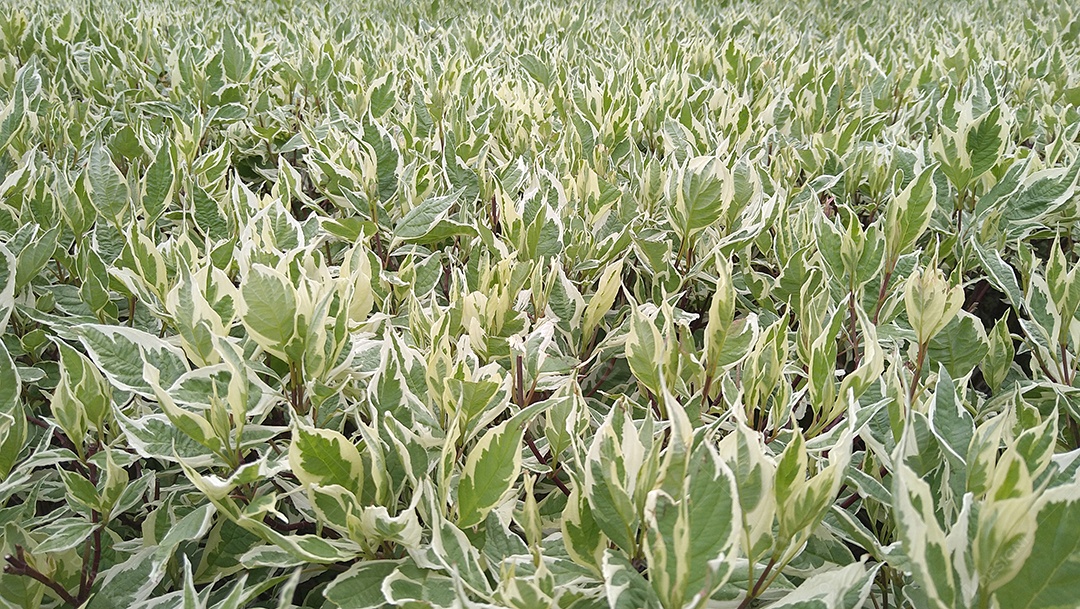 Arbustos de dogwood com folhas bicolores e galhos vermelhos