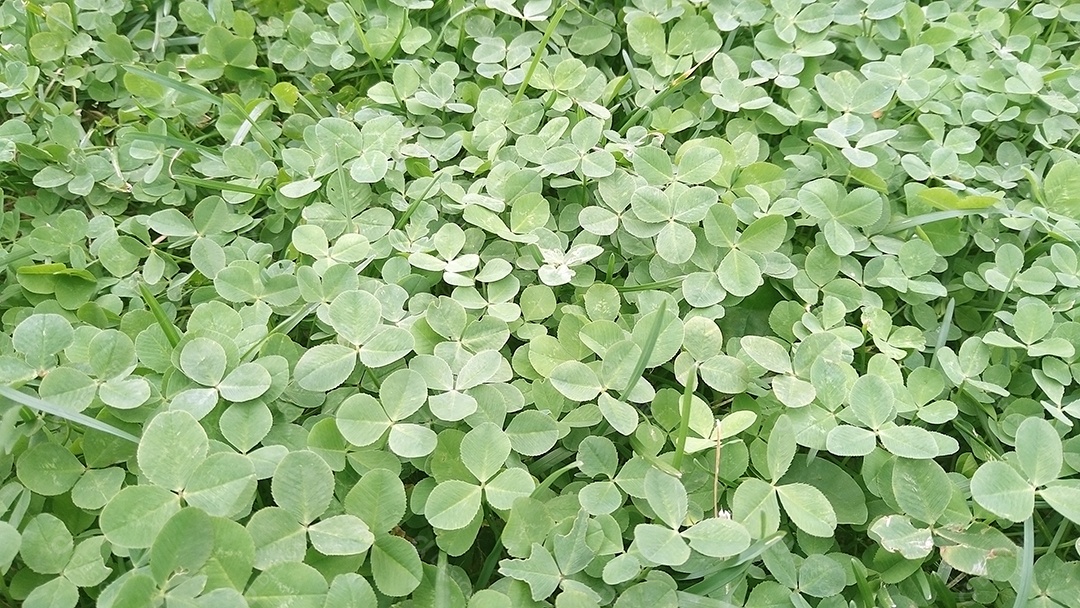 Gramado de trevo verde saturado vista superior do trevo