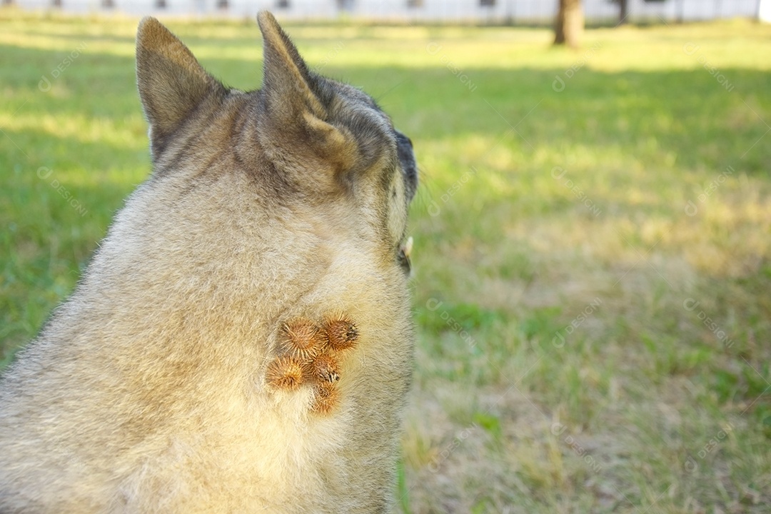 Cachorro com cardo no pescoço