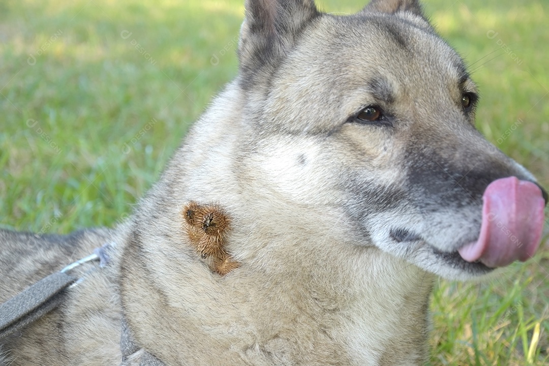 Cachorro lindo com alguns carrapichos no pescoço em parque