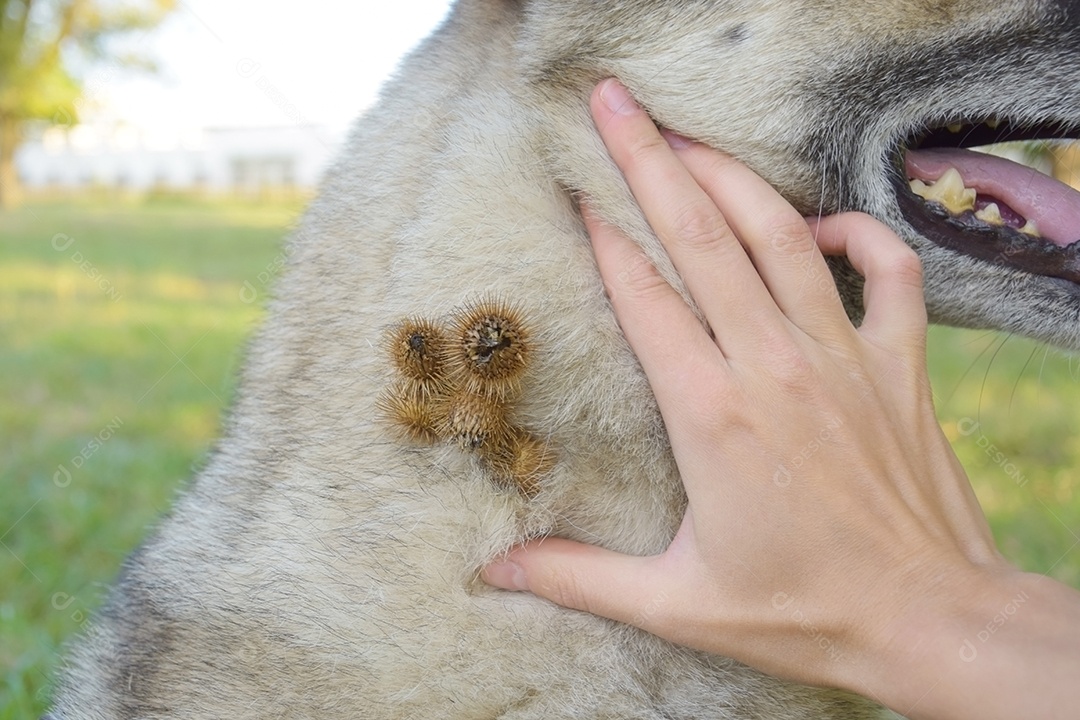 Pescoço de cachorro com bardana