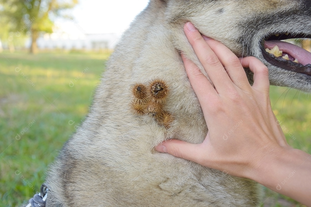 Cachorro com vários carrapicho no pescoço