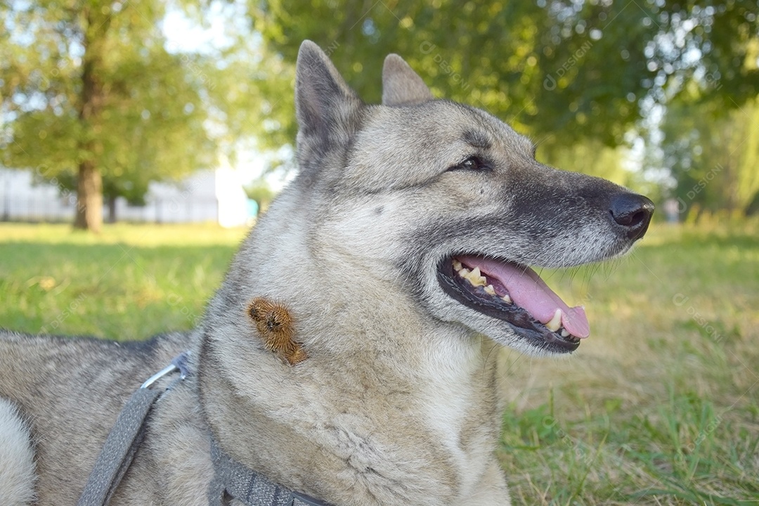 Cachorro com bardanas grudados no pescoço depois de passeio