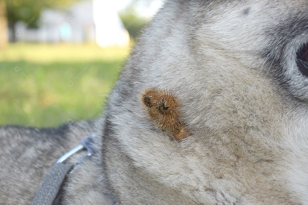 Pescoço de cachorro com bardana