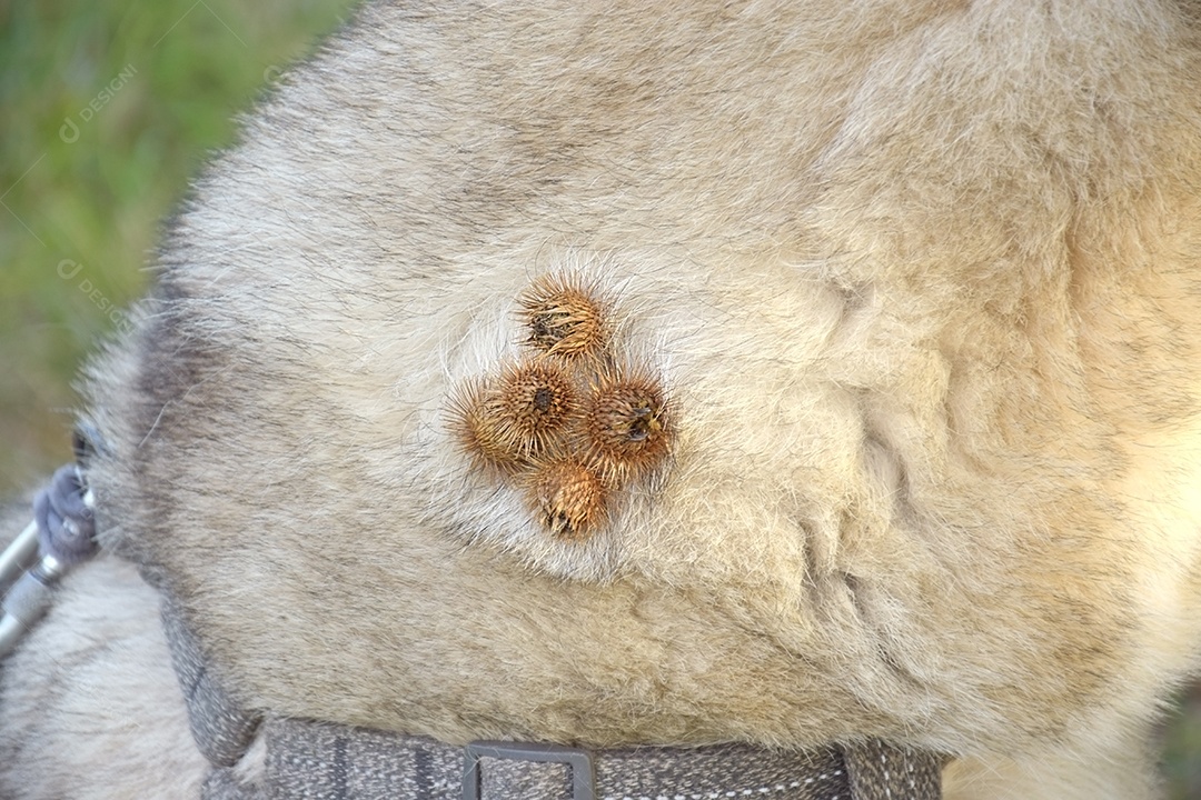 Pescoço de cachorro com bardana