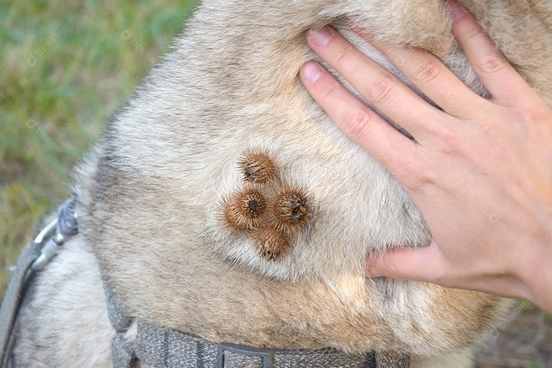 Pescoço de cachorro com bardana