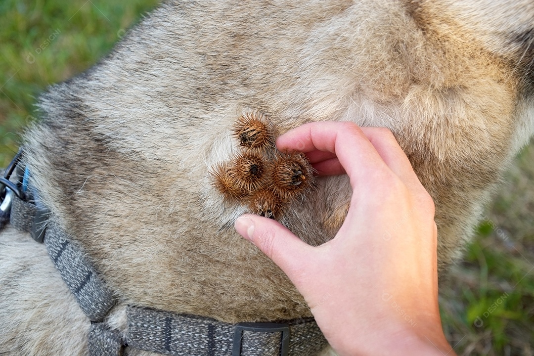 Bardana em pescoço de cachorro