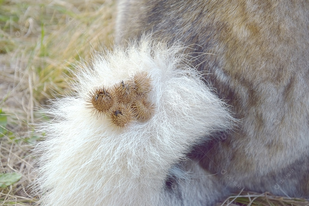 Cauda de cachorro com carrapicho