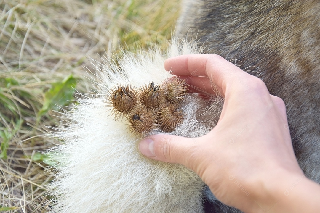 Cauda de cachorro com carrapicho