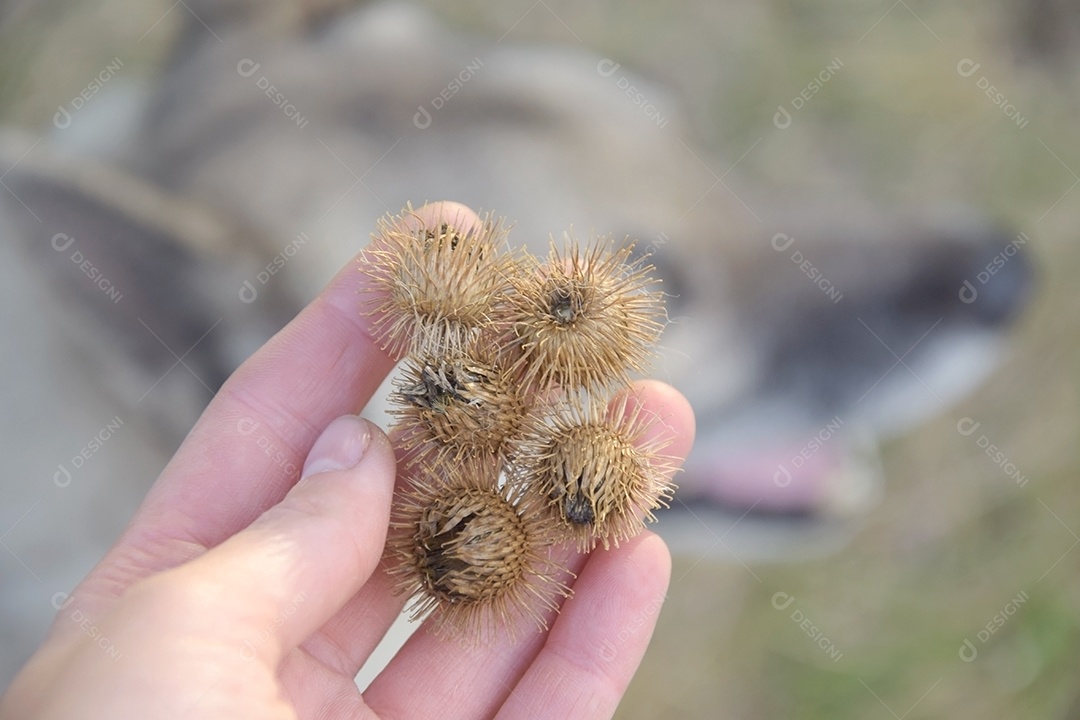 Carrapichos nas mãos e cachorro de fundo
