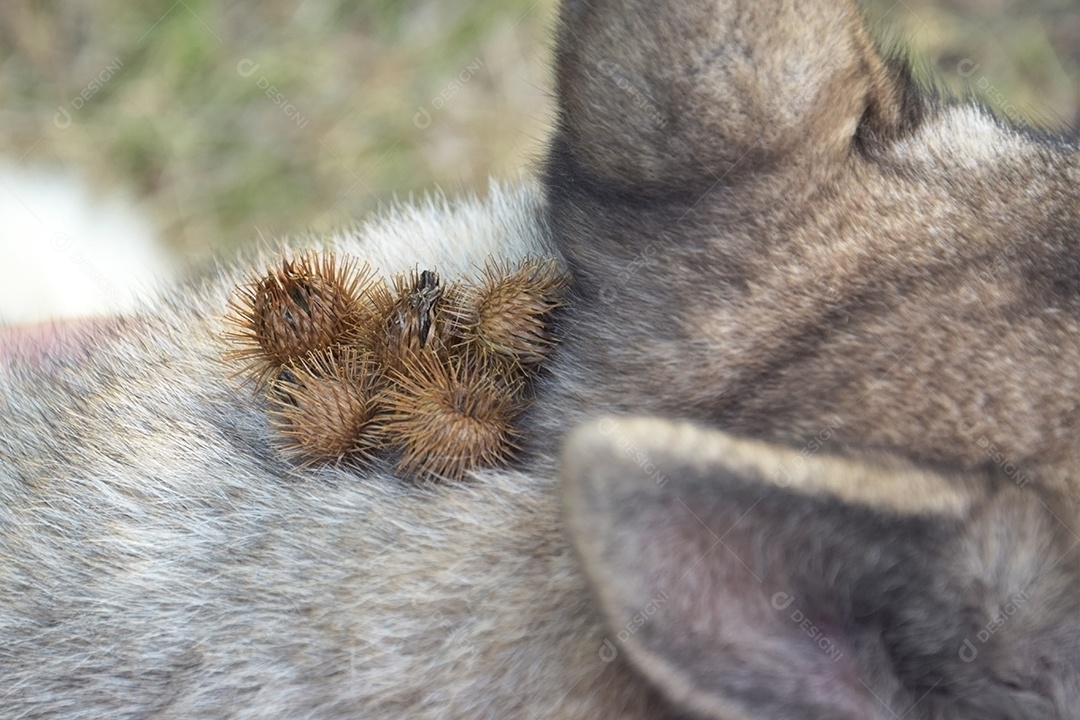 Cachorro com cardo no pescoço