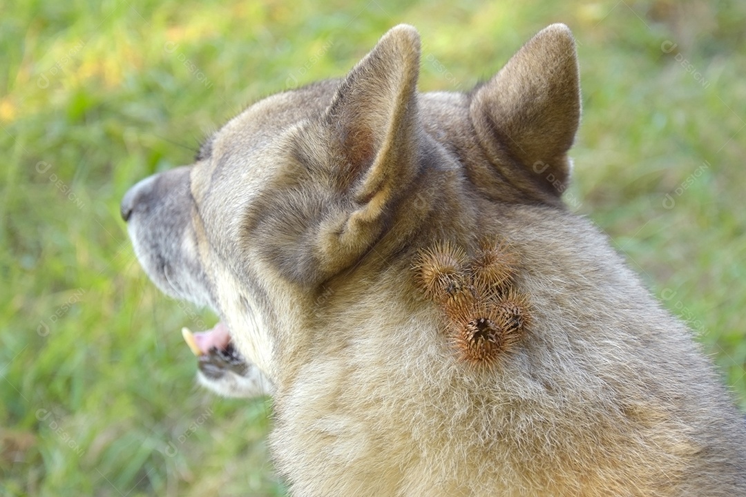 Cachorro com carrapichos grudado no pelos