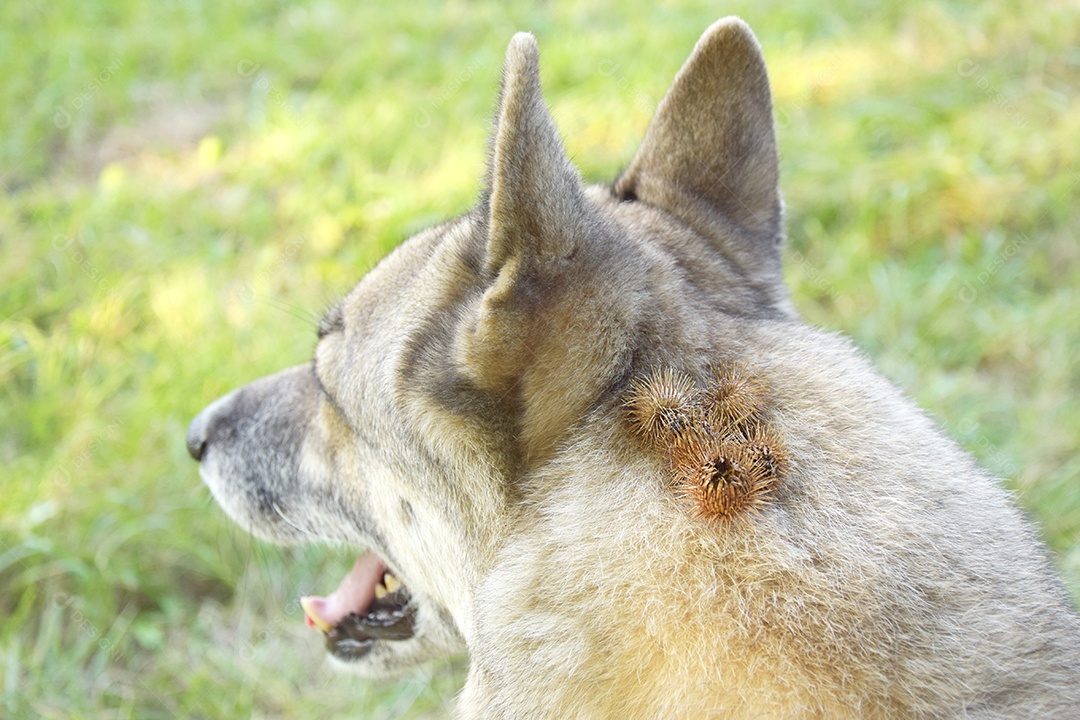 Cachorro  com carrapicho no pescoço