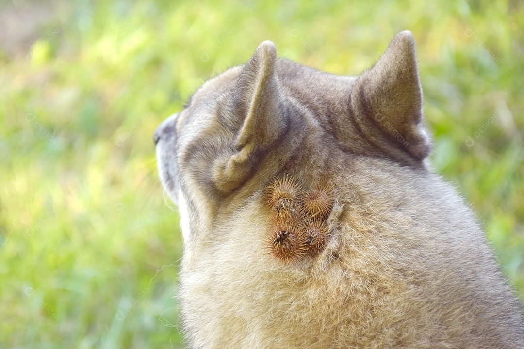 Cabeça de cachorro com carrapicho