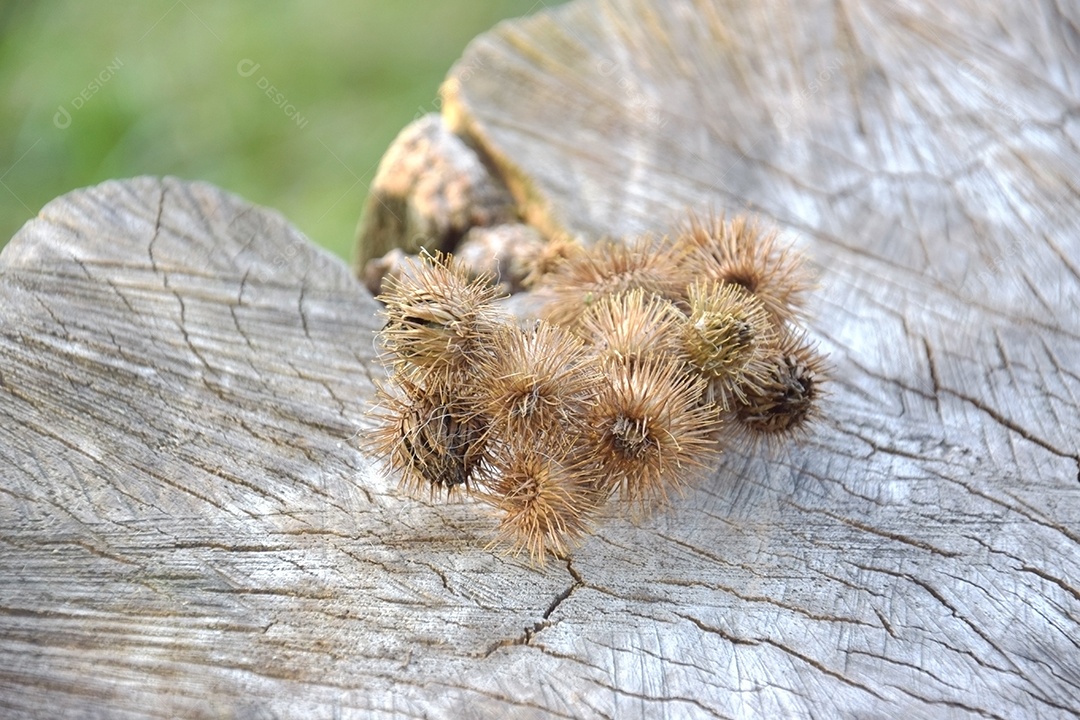 Um cardo ou bardana está pendurado no cabelo do cachorro