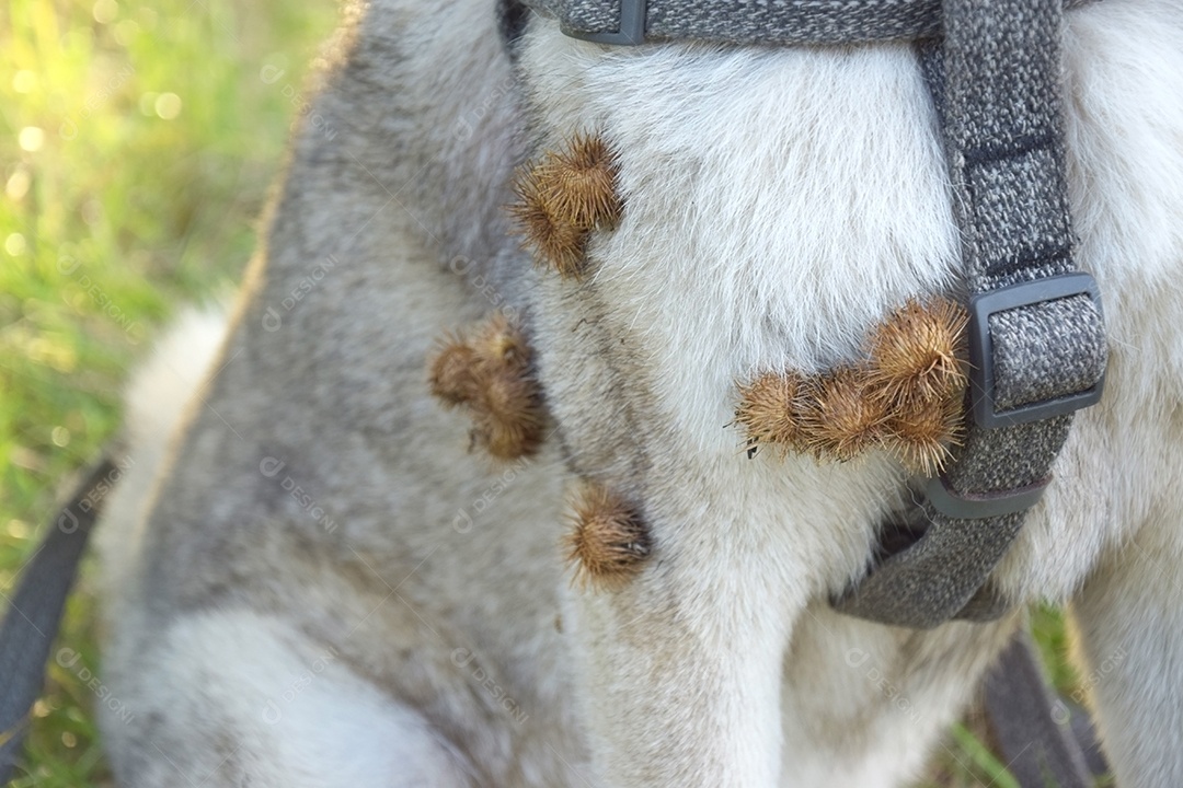 Cachorro com carrapicho