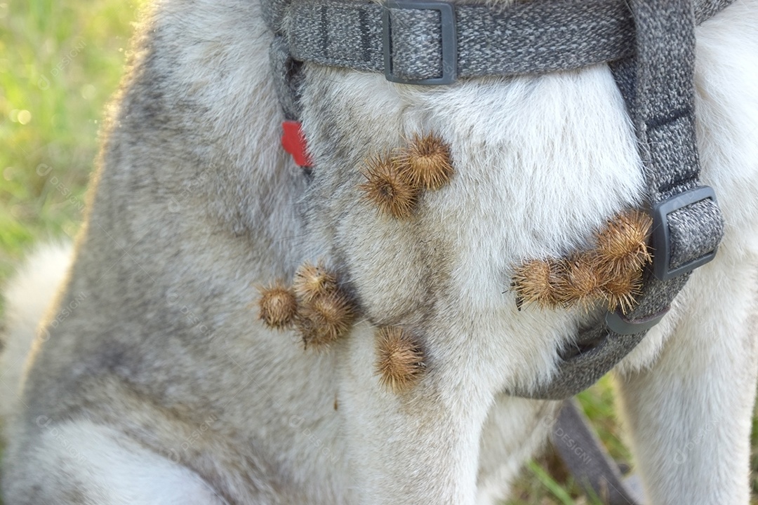Cachorro com carrapichos grudado no pelos