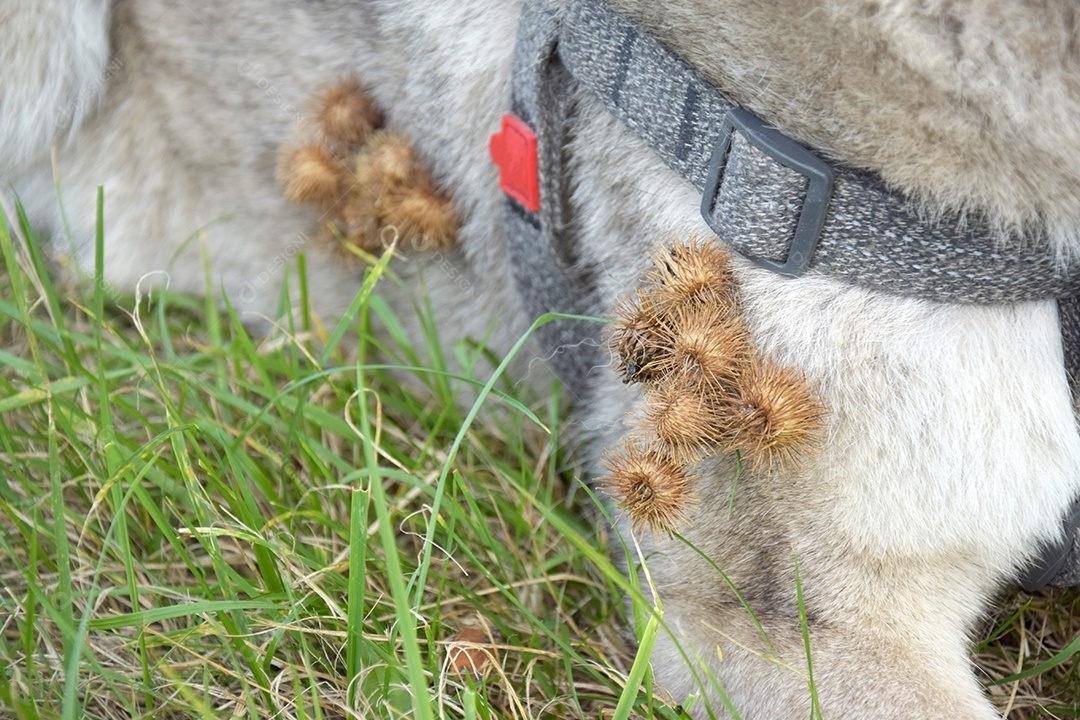 Cachorro com muitos carrapichos na corpo