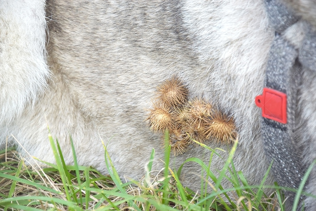 Cachorro com bardanas grudadas nos pelos