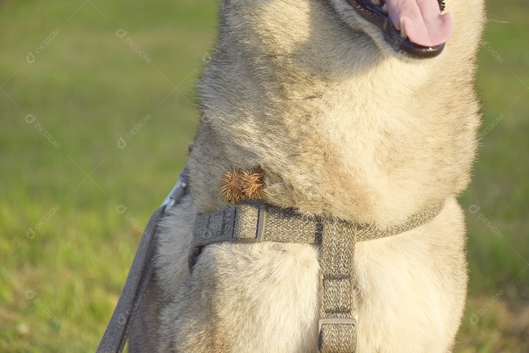 Cachorro com bardana nos pelos