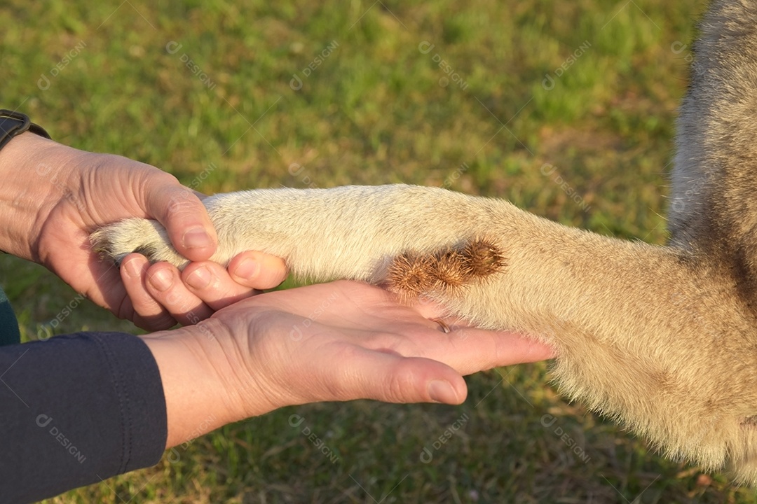 Cachorro com cardo nas patas e mãos de pessoa segurando