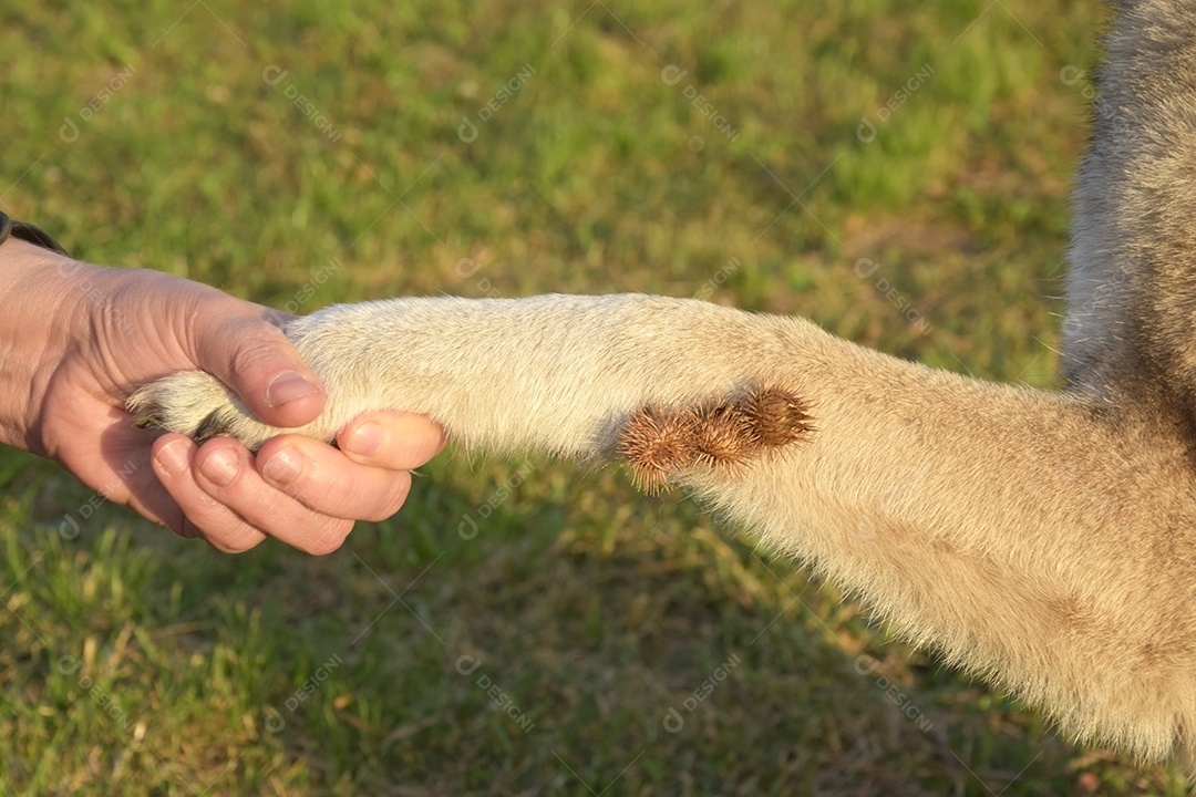 Cachorro com patas com cardo