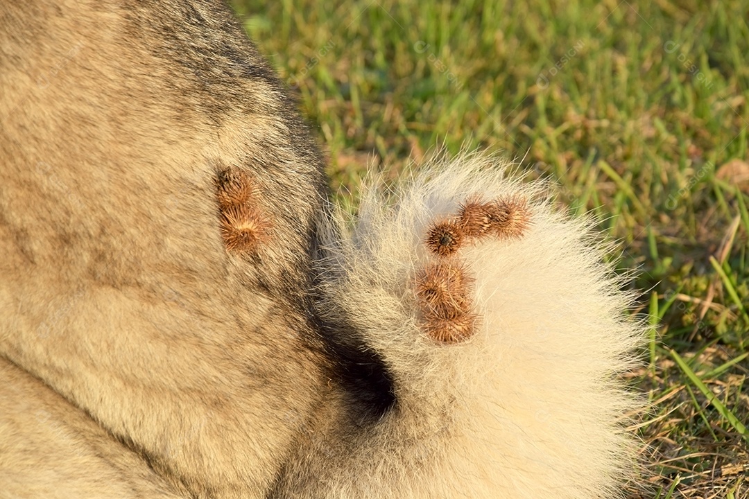 Cachorro com muitos carrapichos na cauda