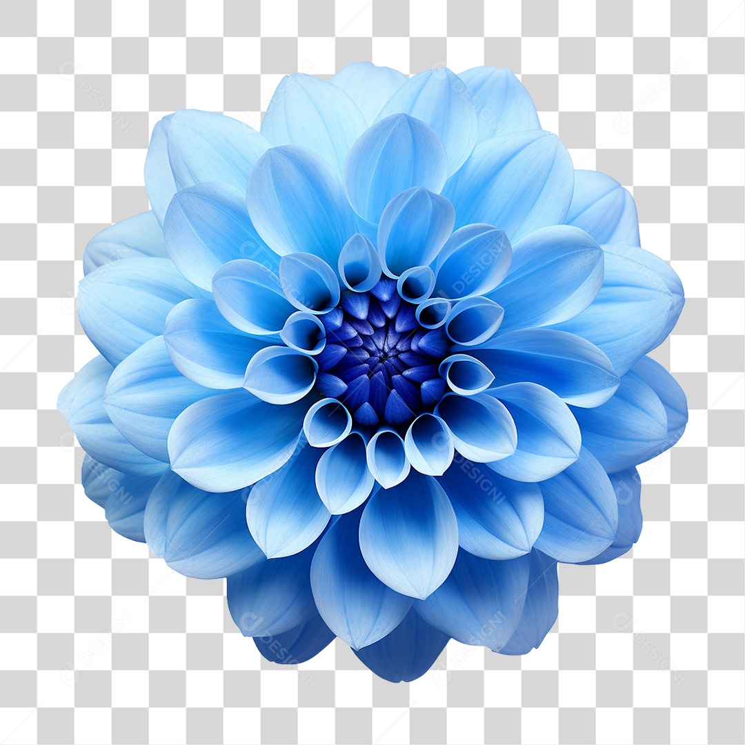 Flores Rosas Plantas PNG Transparente