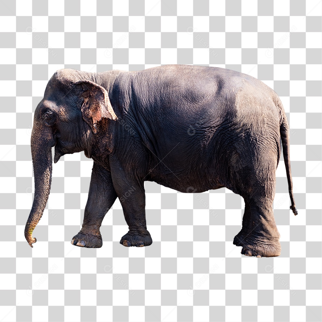 Animal Elefante Africano PNG Transparente