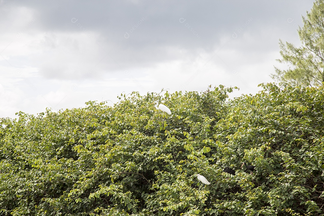 Sabiá sobre floresta