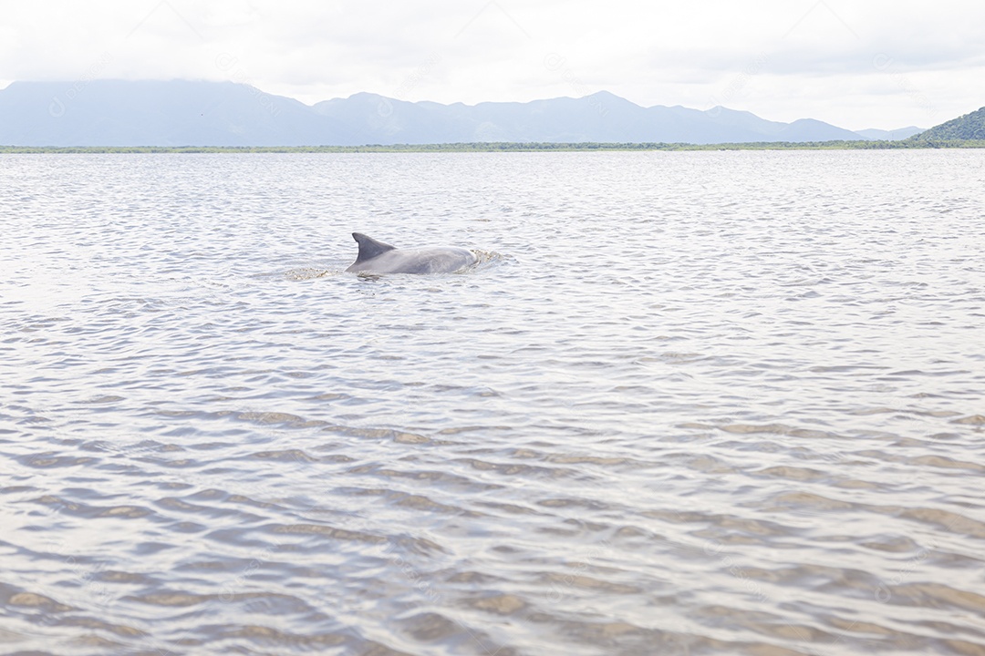 Barbatana de um tubarão sobre oceano