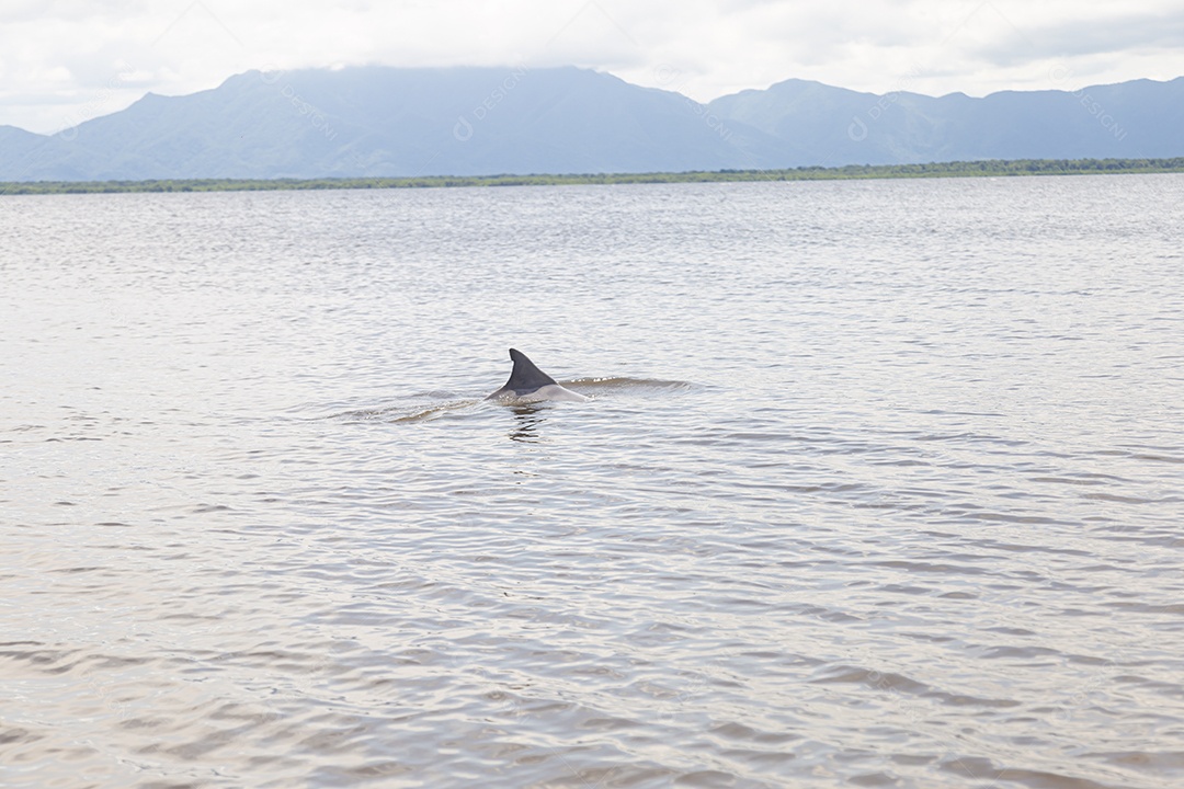 Barbatana de um tubarão sobre oceano