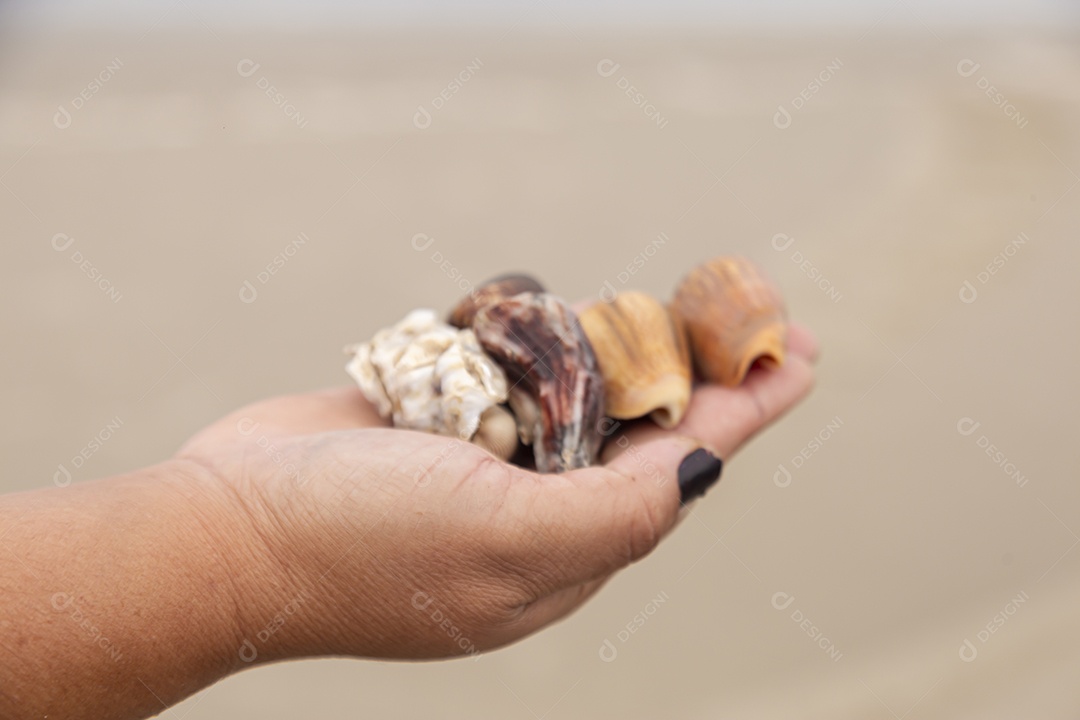 Mãos de pessoa segurando caramujo