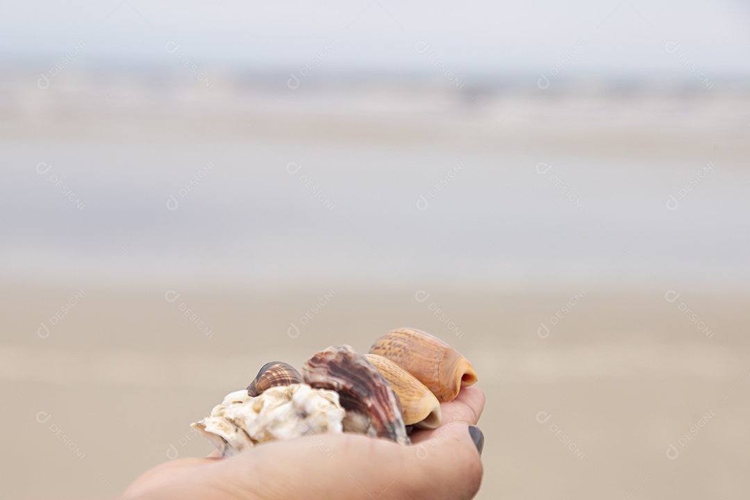 Mãos de pessoa segurando caramujo