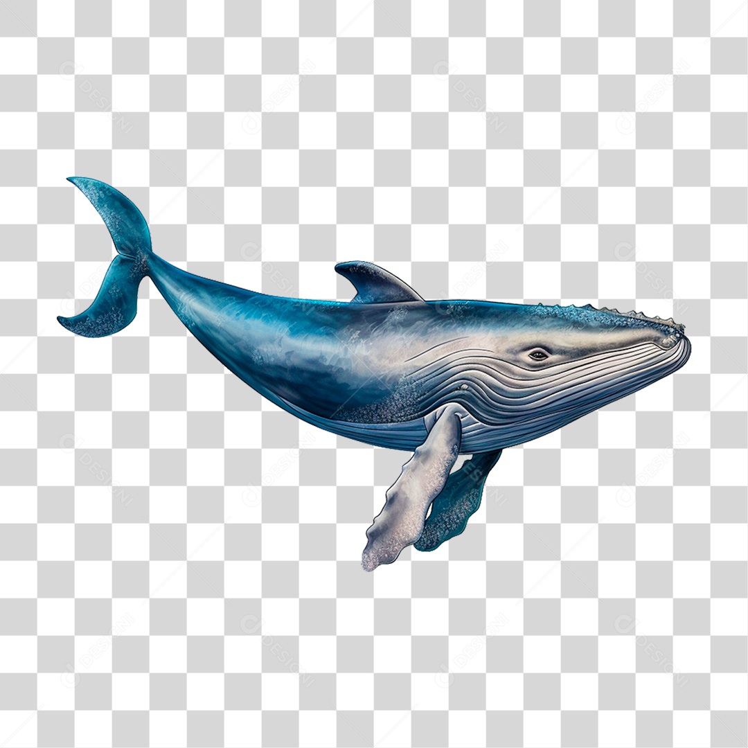 Baleia Jubarte PNG Transparente