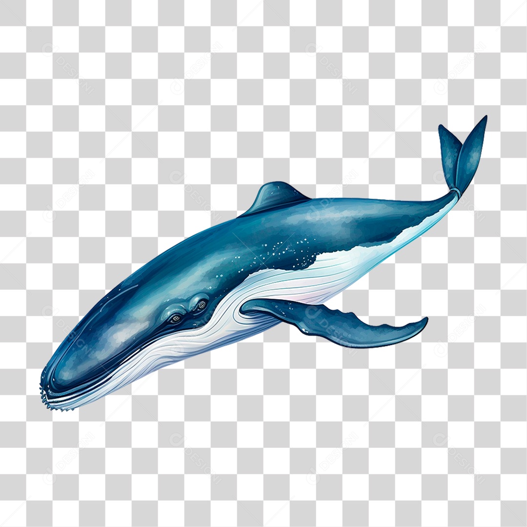 Baleia Jubarte PNG Transparente