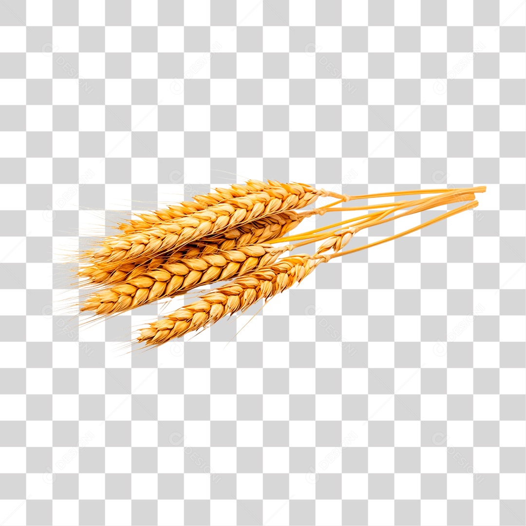 Grãos de Trigos PNG Transparente
