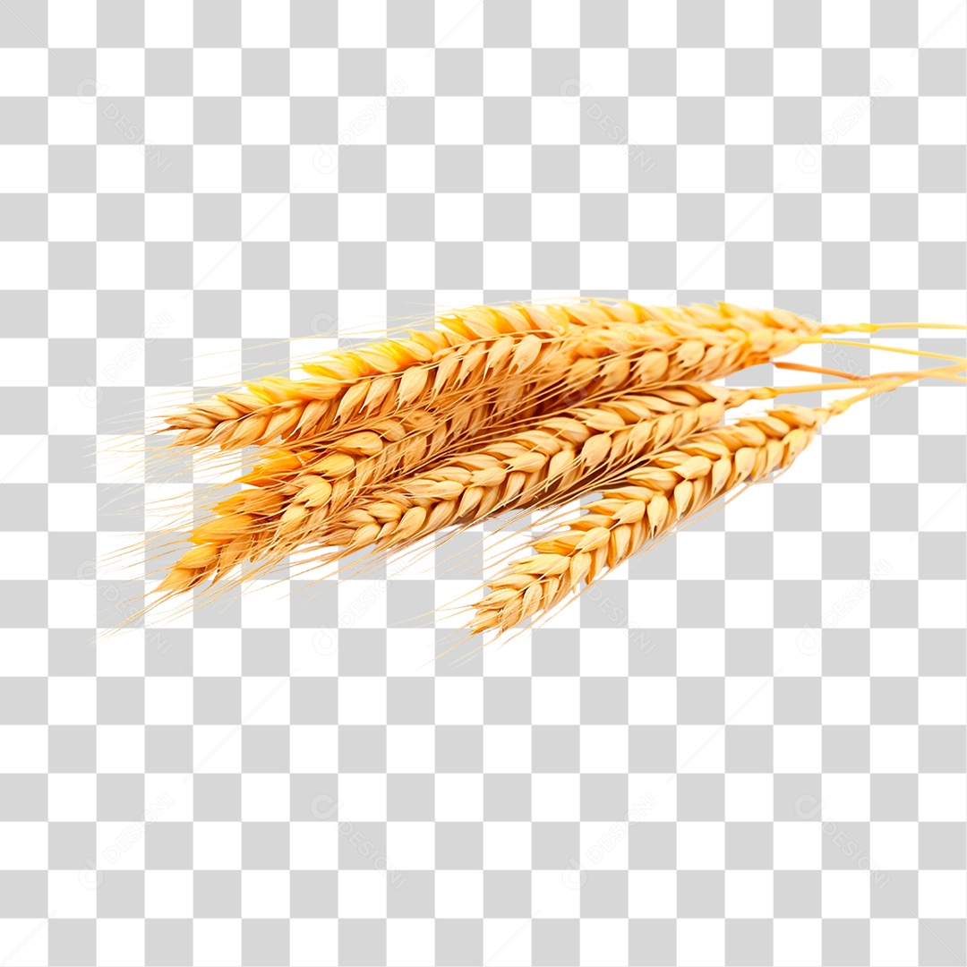 Grãos de Trigos PNG Transparente
